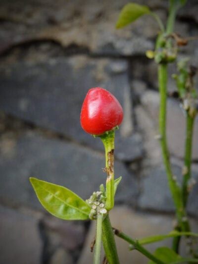 Chili Pequin, Diy Vegetable Garden Ideas, Chili Pepper Plant, Diy Vegetable Garden, Names Of Birds, Stuffed Peppers Turkey, Pepper Plant, Pepper Tree, Gardening Tricks