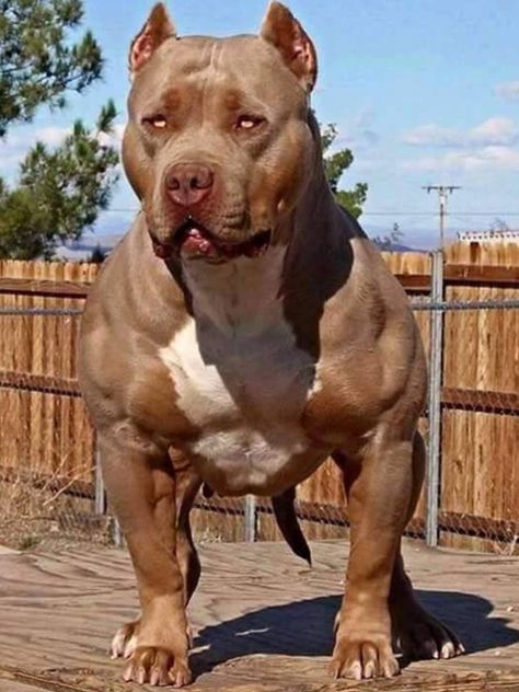 A Muscular Specimen!! Beautiful Pit Bull! Chien Cane Corso, Pitbull Dog Breed, American Bullies, Pitt Bulls, Bully Breeds Dogs, Big Dog Breeds, Scary Dogs, Huge Dogs, Giant Dogs