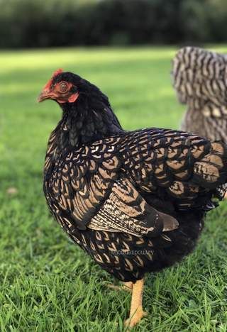 Barnevelder For Sale | Chickens | Breed Information | Omlet Barnevelder Chicken, Chicken Facts, Poultry Breeds, Chicken Drawing, Backyard Farm, Fancy Chickens, Urban Chickens, Silkie Chickens, Chicken Coop Designs