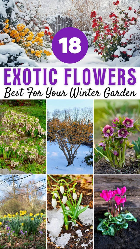 Winter-Blooming Plants Winter Hardy Plants, Cold Hardy Plants, Winter Sowing Flowers, Cold Tolerant Plants, Outdoor Winter Plants, Frosty Landscape, Flowers For Pots, Snowy Garden, Winter Flowering Plants