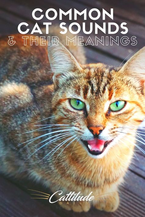 Cats love to communicate! They have a wide range of sounds to try and speak to you! Find out the most common sounds your cat makes and what they mean! Cat Sounds Meaning, Type Of Cats, Education Hacks, Cat Sounds, Antique Knowledge, Female Cat, Cat Language, Rare Cats, Cat Call