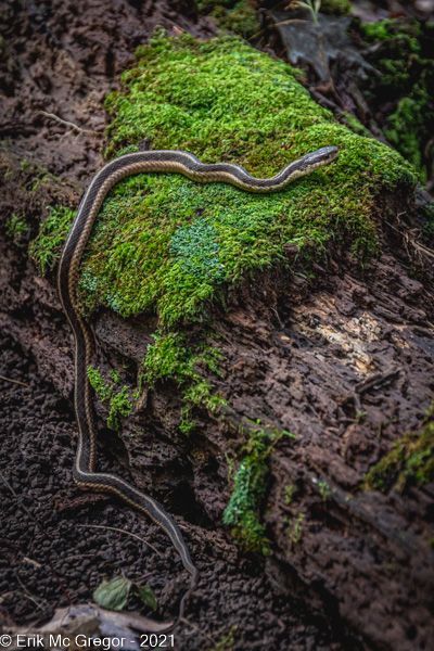 EASTERN GARTER SNAKE (a week of snake observation) - Composition Tuesday #PhotoOfTheDay #EsternGarterSnake #SnakePose #snake #reptile #GarterSnake #AnimalEncounter #reptiles #snakes #ForestFloor #IntoTheTrees #forest #IntoTheWoods #WalkInTheWoods #woods #nature #wildlife #AmazingPlanet #hiking #LongPath #TackamackPark #NewYork #NaturePhotography #AnimalPhotography #ReptilePhotography #Photography #NikonPhotography #ErikMcGregor © Erik McGregor - erikrivas@hotmail.com - 917-225-8963 Garter Snake, Snake Reptile, Lauren Roberts, Forest Floor, Nature Wildlife, Walk In The Woods, Nikon Photography, Exotic Pets, End Of The World