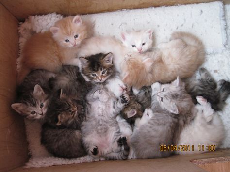 Raythe Reign, Box Of Kittens, Catherine Cowles, Funny Cat Pics, Kitten Surprise, Welcome Home Baby, 100 Dollars, Wedding Presents, Tiny Kitten