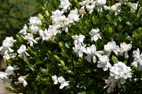 Gardenia Bush Flower Free Stock Photo - Public Domain Pictures August Beauty Gardenia, Best Smelling Flowers, Gardenia Shrub, Gardenia Bush, Deer Resistant Shrubs, Fall Color Trees, Gardenia Plant, Smelling Flowers, Fragrant Plant