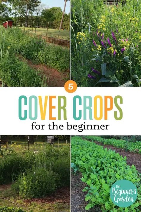 Garden In Raised Beds, Summer Vegetable Garden, Raised Bed Ideas, Fall Crops, Vegetable Garden Beds, Garden Cover, Spring Crops, Cover Crops, First Garden