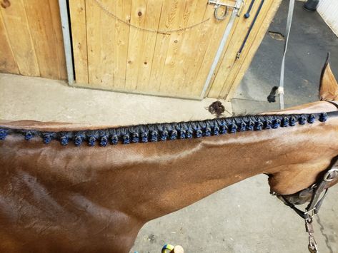 Hunter Jumper Outfits, Hunter Braids, Hunter Jumper Horses, Horse Braiding, Horse Facts, Horse Dressage, Blue Roan, Andalusian Horse, Black Horses