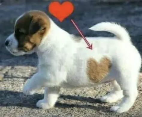 Hearts In Nature, Jack Russell Terriers, Jack Russells, Jack Russel, Russell Terrier, Jack Russell Terrier, Love Hearts, Heart On, Jack Russell