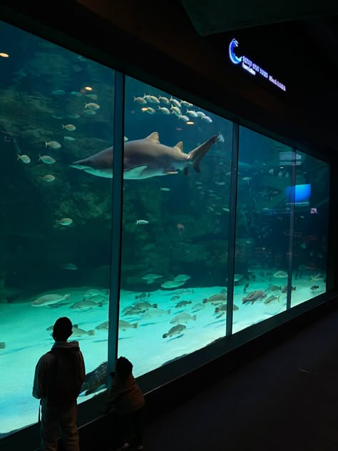 Cape Town Aquarium, Two Oceans Aquarium Cape Town, Shark Cage Diving Cape Town, Random Things To Post, Vacations Aesthetic, December Bucket List, Vision Board Baby, Cape Town Vacation, Uni Lifestyle