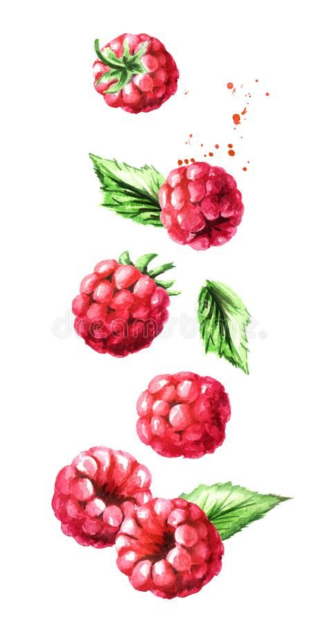 Watercolor Raspberries, Fruits Drawing, Fruits Images, Watercolor Food, Watercolor Fruit, Fruit Illustration, Fruit Painting, Fruit Art, Food Illustration