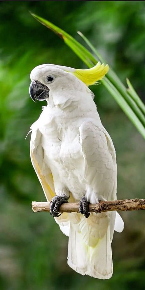 Burung Kakatua, Regard Animal, Beautiful Kittens, Most Beautiful Animals, Australian Birds, Parrot Bird, Australian Animals, Exotic Birds, Pretty Birds