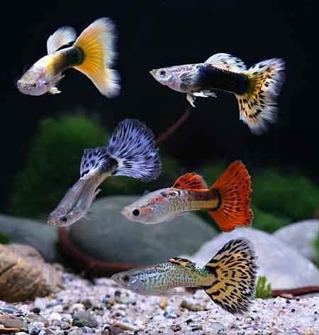 Tropical Fish Tanks, Tropical Fish Aquarium, Tropical Freshwater Fish, Pretty Fish, Guppy Fish, Fresh Water Fish Tank, Live Aquarium Plants, Tropical Aquarium, Freshwater Aquarium Fish