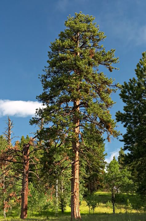 ponderosa pine 숲 사진, Ponderosa Pine, Beautiful Trees, Tree Seeds, Old Trees, Tall Trees, Forest Trees, Whitetail Deer, Tree Hugger