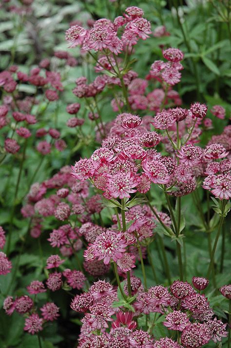 Click to view a full-size photo of Lars Masterwort (Astrantia major 'Lars') at Dutch Growers Garden Centre Masterwort Plant, Astrantia Major, Regina Saskatchewan, Bog Garden, Full Size Photo, Garden Shrubs, Garden Centre, Herbaceous Perennials, Flower Gardens