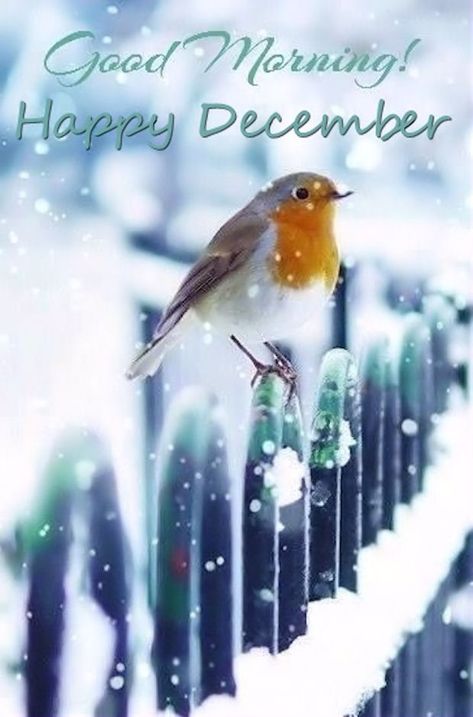 Good Morning Happy December                                                                                                                                                                                 More Animals Tattoo, Happy December, Winter Szenen, Winter Bird, Good Morning Happy, Pretty Birds, For The Birds, Little Birds, Days Of The Week