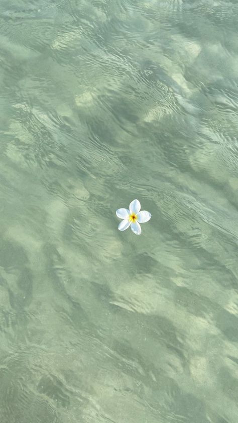 Flower Ocean, Sea Life Wallpaper, Life Wallpaper, Mint Green Aesthetic, Sage Green Wallpaper, Beachy Aesthetic, Water Aesthetic, Green Beach, Green Ocean