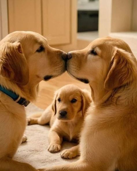 Chien Golden Retriever, Very Cute Puppies, Cute Animals Puppies, Very Cute Dogs, Dog Modeling, Puppy Eyes, Cute Dogs And Puppies, Cute Animal Photos