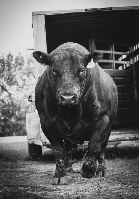 Cattle Aesthetic, Cute Small Farmhouse, Small Farmhouse Decor, Western Decor Diy, Rodeo Photography, Brahman Cattle, Angus Bull, Bull Pictures, Ranch Photography