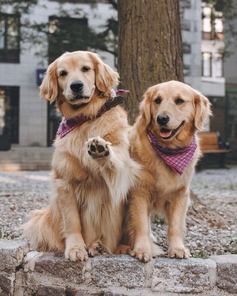 These 2 Adorable Golden Retrievers Are BFFs, and We Don’t Deserve This Level of Cuteness Service Dogs Breeds, Heartwarming Photos, Pretty Dogs, Golden Retriever Puppy, Husky Puppy, Cute Dogs And Puppies, Dogs Golden Retriever, Golden Retrievers, Service Dogs