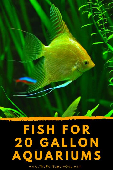 20gallon Fish Tank Ideas, 20 Gallon Tank Ideas, Glow Fish Aquarium, 25 Gallon Fish Tank Ideas, Glo Fish Tank Ideas, 29 Gallon Fish Tank Ideas, 5 Gallon Betta Tank, Guppy Fish Tank Ideas, 20 Gallon Fish Tank Ideas