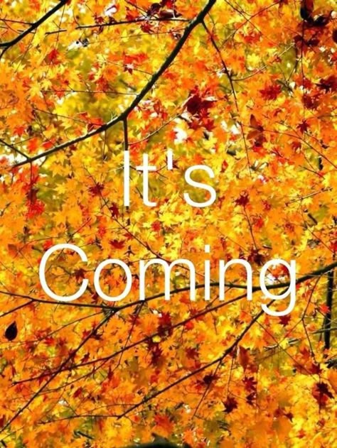 10 Quotes To Get You Ready For The Fall Season I Love Autumn, Fall Images, Everything Fall, Fall Is Coming, Autumn Love, It's Coming, Love Autumn, Autumn Quotes, All Things Fall