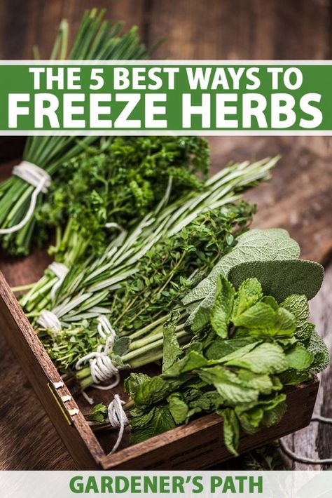 How To Freeze Herbs, Therapeutic Horticulture, Freeze Fresh Herbs, Freeze Herbs, Freezing Food Guide, Freezing Fresh Herbs, Preserve Fresh Herbs, Backyard Hacks, Store Fresh Herbs