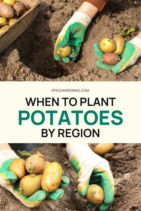 Are you considering growing potatoes this year? They are one of our top recommendations for beginner gardeners! Freshly grown potatoes are usually more tasty and healthy compared to store-bought ones, but when is the best time to plant them? Let's determine the optimal timing for potato planting based on the location you are in. How To Grow Potatoes In The Ground, When To Plant Potatoes In Zone 9, When To Plant Potatoes In Zone 8, How To Grow Potatoes In A Bag, When To Grow Potatoes, Best Way To Grow Potatoes, How To Grow Potatoes From Potatoes, Fall Potatoes Planting, How To Grow Potatoes In A Container