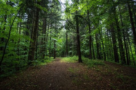 Forest Ecology, Forest Clearing, Forest Resources, Climate Adaptation, Forest Ecosystem, Forest Service, Photosynthesis, Natural Resources, Clean Air