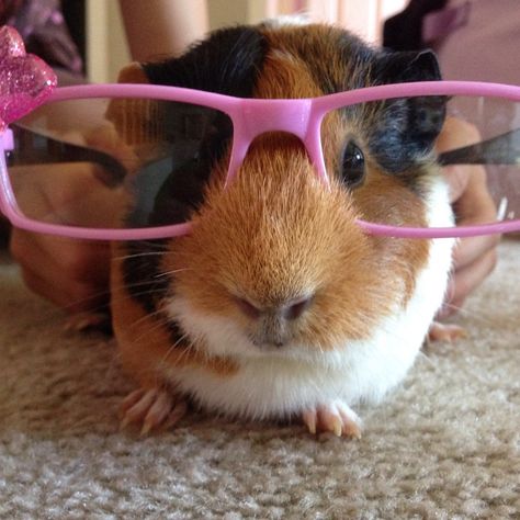 She is adorable! 🤗 Cute Piggies, Guinea Pig, Guinea Pigs, Little Things, No Se, New Products, Cute Animals, Dolls, Memes