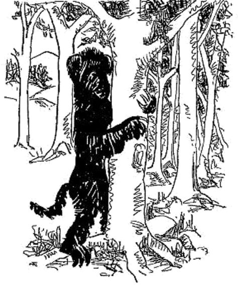 5E Fearsome Critters: HIDEBEHIND (URSUS DISSIMULANS) The Hidebehind, Folklore Creatures, American Folklore, Folklore Mythology, Mysterious Creatures, Humanoid Creatures, I Want To Believe, The Observer, Myths And Legends