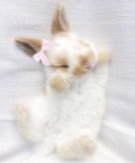 Cute Bunny Pictures, Bunny Pictures, Pet Bunny, Pretty Animals, Silly Animals, Fluffy Animals, Cute Wild Animals, Cute Animal Photos