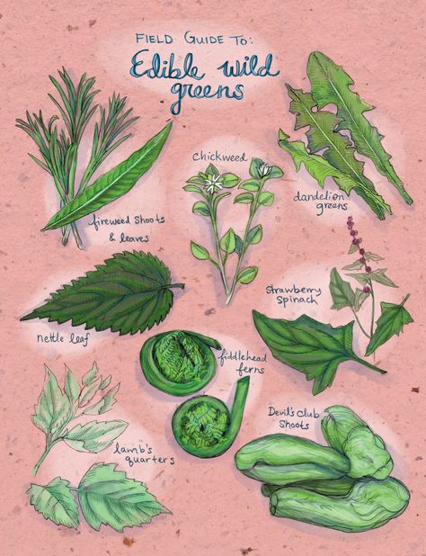 Field Guide To: Edible Wild Greens Plant Snacks, Foraging Guide, Broccoli Plant, Fiddlehead Ferns, Wild Onions, Herbal Therapy, Garden Forest, Wild Food Foraging, Foraged Food