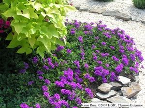 Verbena. One of these showed up in one of my flower beds several years ago. Since then it re-seeded and does so every year. Very beautiful. Verbena Homestead Purple, Purple Verbena, Verbena Plant, Texas Gardens, Texas Landscaping, Texas Plants, Low Maintenance Garden, Most Beautiful Flowers, Gardening Landscaping