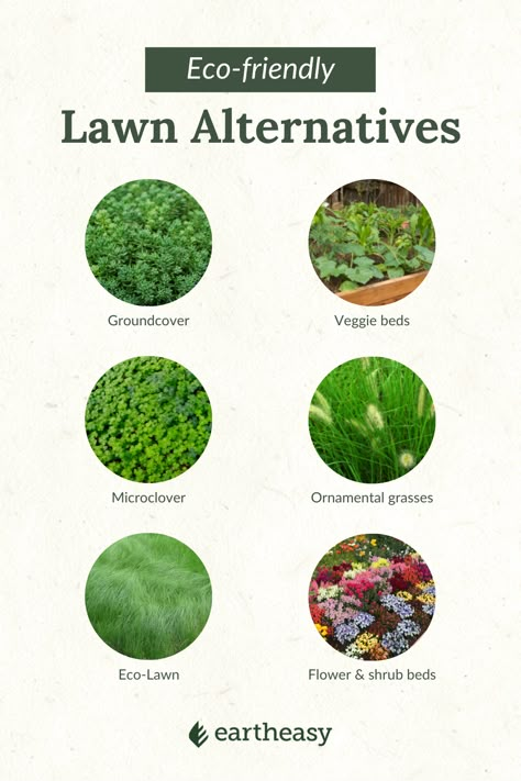 The cost and emissions from lawn care add up. These alternatives to conventional grass can help you save money on lawn maintenance and shrink your yard's environmental footprint. Natural Lawn Alternatives, Meadow Yard Ideas, Alternative Grass Ideas, Native Lawn Alternative, Bio Diverse Lawn, Florida Grass Alternative, Instead Of Grass Lawn, Alternative Grass Lawns, Replace Grass Lawn Alternative