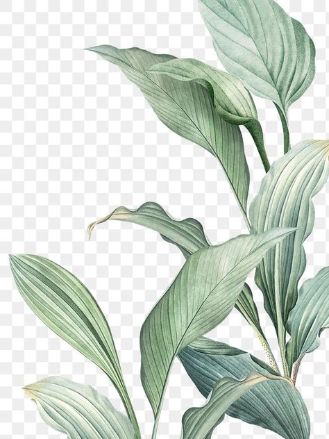 Tropical Leaves Illustration, Botanical Frame, Leaf Png, Plant Png, Leaves Png, Tropical Background, Tropical Leaves Pattern, Tropical Botanical, Leaves Illustration