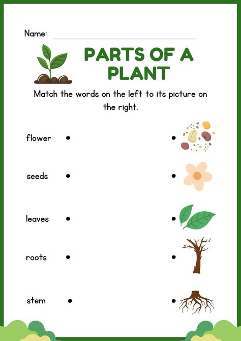 Green and Black Illustrative Parts of a Plant Matching Type Worksheet - Templates by Canva Science Worksheets Grade 2, Flower Life Cycle Preschool, Kindergarten Science Worksheets, دورة حياة النبات, Plant Worksheet, Plants Life Cycle, Plants Life Cycle Activities, Plant Life Cycle Worksheet, Plants Kindergarten