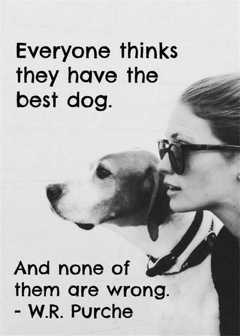 23 Amazing Quotes for Dog and Animal Lovers  #petloverquotes #dogquotes #doglover #animallover #petquotes Game Mode, Pet Gear, Dog Rules, Airedale Terrier, Memes Humor, Blue Heeler, Dogs Of The World, Animal Quotes, Dog Quotes