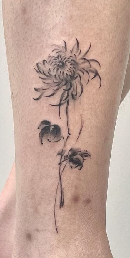 Chrysanthemum Scientific Illustration, Cersanthamum Flower Tattoo, Blackwork Chrysanthemum Tattoo, Christanthium Flower Tattoo, Chinese Chrysanthemum Tattoo, Family Tattoo Flower, Shoulder Chrysanthemum Tattoo, Crysanthemum Tattoo Design Fine Line, Crysentimum Tattoo