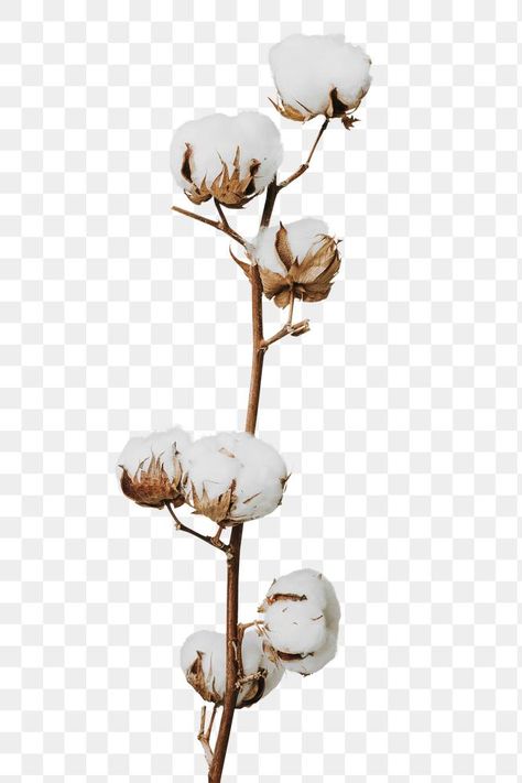 Dried fluffy cotton flower branch design element | free image by rawpixel.com / KUTTHALEEYO Free Paper Texture, Cotton Branches, Png Images For Editing, Thistle Flower, Cotton Plant, Cotton Flower, Paper Background Texture, Branch Design, Dry Flower