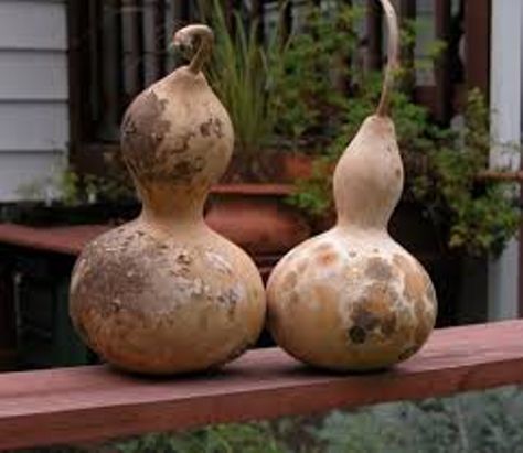 How To Dry Gourds, Bird House Gourds, Gourd Painting, Gourd Birdhouses, Birdhouse Gourds, Oh My Gourd, Gourd Ideas, Gourd Crafts, Gourds Birdhouse