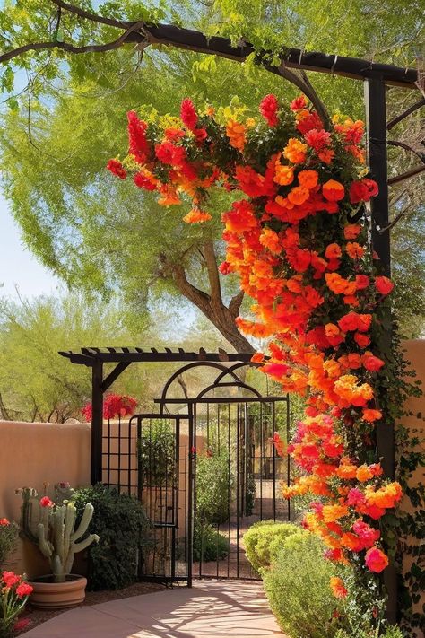 7 Best Vines To Grow In Arizona Arizona Plants For Pots, Gardening In Phoenix Az, Zone 9b Gardening Arizona, Arizona Plants Full Sun, Arizona Landscaping Ideas Backyard, Desert Backyard Ideas Arizona, Arizona Backyard Ideas, Arizona Flowers, Backyard Arizona