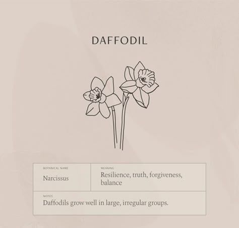 Daffodil Flower Meaning, Daffodil Tattoo Meaning, 2 Daffodils Tattoo, Narcissus Flower Meaning, Minimal Daffodil Tattoo, Daffodil Flower Aesthetic, Daffodil Meaning, Dafodill Flowers Tattoo, Flower Symbolism