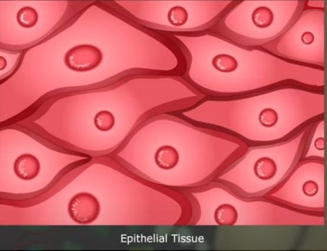 Epithelial Tissue Vin Diesel Shirtless, Body Cavities, Epithelial Tissue, Teacher Canvas, Smart Class, Class 9, Canvas Learning, Body Tissues, Types Of Animals