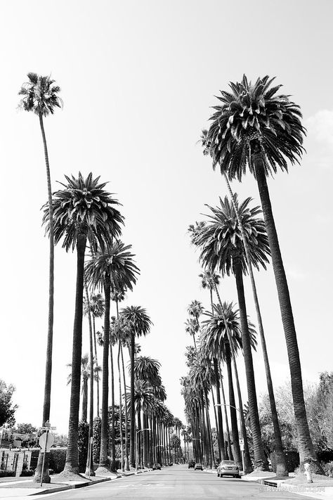 Los Angeles Palm Trees, Black And White Photo Wall, Black And White Picture Wall, Shotting Photo, Large Framed Prints, Picture Collage Wall, Black White Photography, Images Vintage, 背景 シンプル