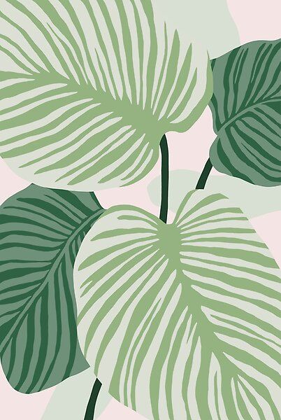 Tropical Calathea leaves in lush shades of green and pink. Abstract illustration for a boho aesthetic. Art by Miss Belle Boho Aesthetic Art, Tropical Leaves Illustration, Green Posters, Pink And Green Wallpaper, Boho Background, Boho Painting, Green Pictures, Boho Poster, Leaves Illustration