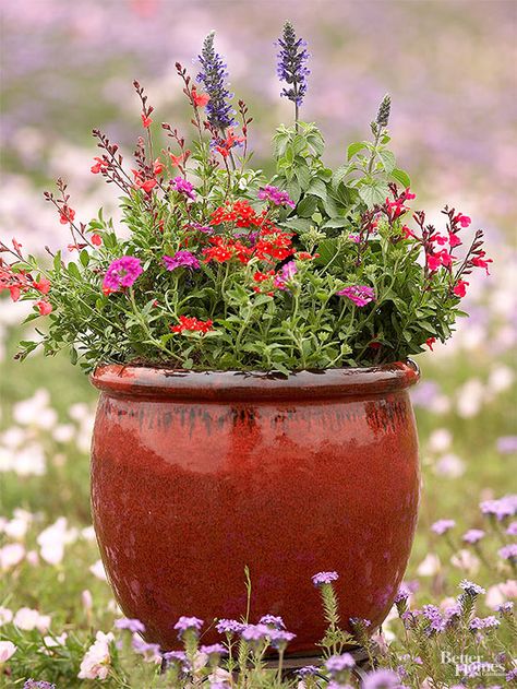 Make containers full of flowers that are known to bring in pollinators! We have the perfect recipe of buds and seeds to plant to bring in bees, hummingbirds and butterflies so your flower garden can be a living masterpiece. Create an entire container garden out of annuals, lavender and verbena to bring in all the pollinators! Salvia Greggii, Bee Friendly Flowers, Autumn Sage, Container Garden Design, Container Gardening Flowers, Garden Wallpaper, Pollinator Garden, Have Inspiration, 수채화 그림