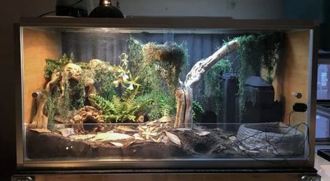 Product Review: Zen Habitats 4'x2'x2' Reptile Enclosure | ReptiFiles Pvc Snake Enclosure, Zen Habitat Bearded Dragon, Uromastyx Enclosure, Zen Habitats, Lizard Enclosure, Ball Python Enclosure, Python Enclosure, Reptile Enclosure Ideas, Uromastyx Lizard