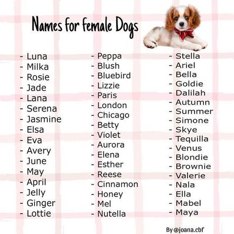 Coquette Dog Names, Names For Dogs Female, Name For Puppies, Cute Dog Names Female, Aesthetic Puppy Names, Female Puppy Names, Puppy Names Female, Dog Names Female, Puppies Names Female