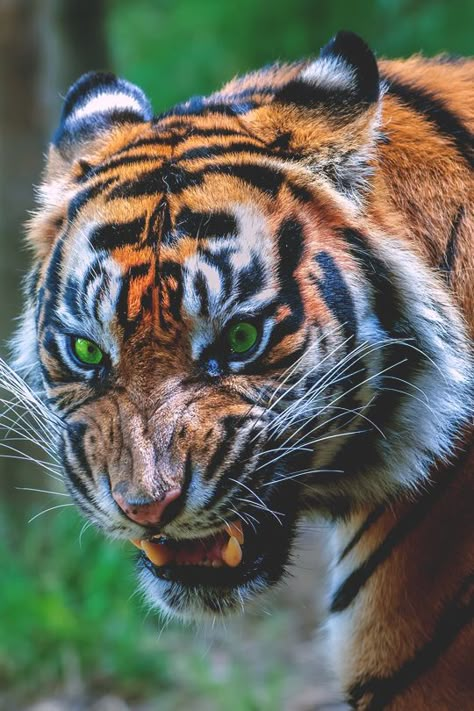 Those eyes Tier Tattoo, Tiger Pictures, Cat Reference, Big Cats Art, Animal Anatomy, Cool Animals, Animal Reference, Pretty Animals, Animal References