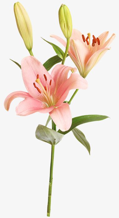 flowers,pink,lily,in kind,kind,pink clipart,lily clipart Observation Drawing, Mata Manga, Png Pictures, Pink Lilies, Watercolor Flower Background, Big Floral, Beautiful Pink Flowers, Flower Wedding Invitation, Flowers Pink