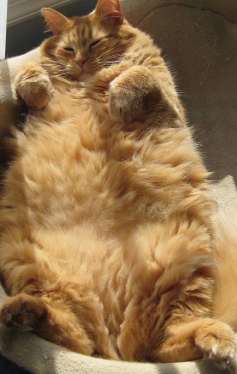 Cute Fat Cats, Fat Orange Cat, Adorable Pictures, Ninja Cats, Dream's Cat, Orange Cats, Silly Animals, Ginger Cats, Cat Person